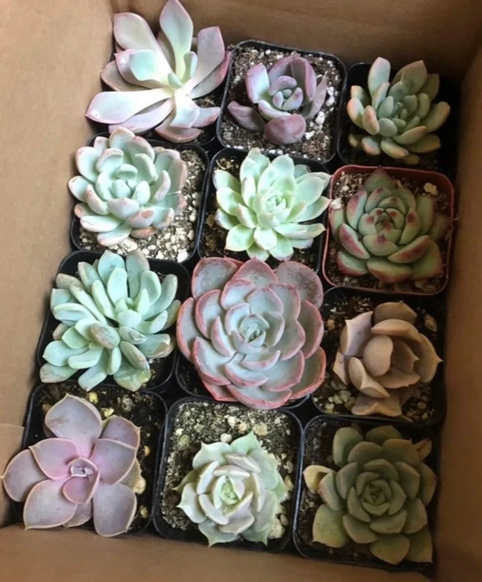 Assorted Succulents Live Plant Mystery Box - 2'' Potted Variety - Image 4