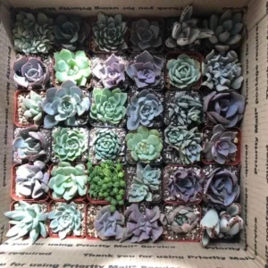 Assorted Succulents Live Plant Mystery Box - 2'' Potted Variety - Image 5