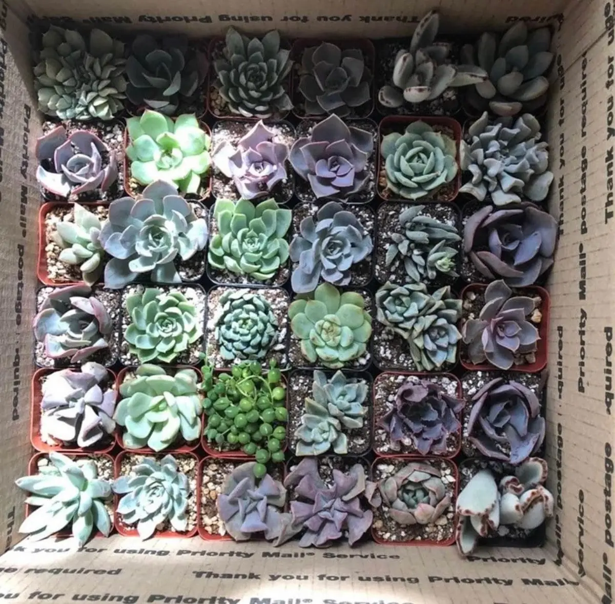 Assorted Succulents Live Plant Mystery Box - 2'' Potted Variety - Image 5