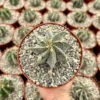 Astrophytum Ornatum Live Plant - Star Cactus, Monk's Hood - 3-6 inch Pot - Image 1