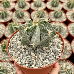 Astrophytum Ornatum Live Plant - Star Cactus, Monk's Hood - 3-6 inch Pot - Image 2