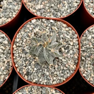 Astrophytum Ornatum Live Plant - Star Cactus, Monk's Hood - 3-6 inch Pot - Image 3