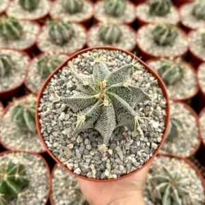 Astrophytum Ornatum Live Plant - Star Cactus, Monk's Hood - 3-6 inch Pot - Image 1