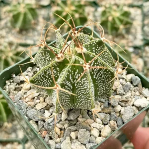 Astrophytum Ornatum Live Plant - Star Cactus, Monk's Hood - 3-6 inch Pot - Image 7