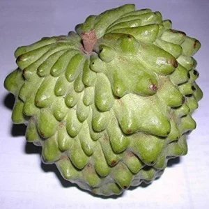 Atemoya Fruit Tree - Grafted Live Plant, 3 ft Tall, Ships in 3 Gallon Pot - Image 1