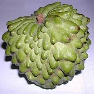 Atemoya Fruit Tree Live Plant - 1 to 2 Feet Tall - Ships in 1 Gallon Pot - Image 1