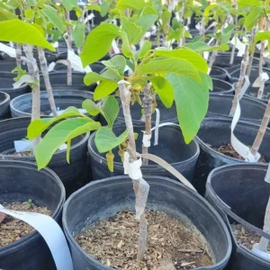 Atemoya Live Plant - Na Hoang Hau Variety - 1 to 2 Feet Tall - Tropical Fruit Tree in 3 Gallon Pot - Image 2