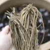 Atlas F1 Asparagus Crowns - 10 Bare Root 2-Year Plants - High Yield Vegetable - Image 1