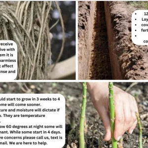 Atlas F1 Asparagus Crowns - 2yr Bare Root Plants - 25 Pack - Fall Planting Vegetable - Image 2