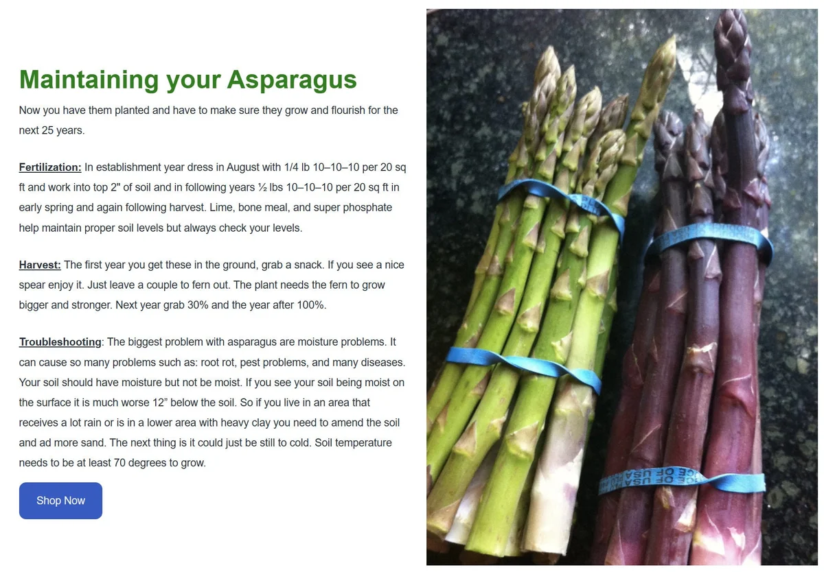 Atlas F1 Asparagus Crowns - 2yr Bare Root Plants - 25 Pack - Fall Planting Vegetable - Image 5