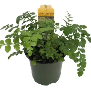 Austral Gem Fern Live Plant – 4 Inch Pot – Asplenium dimorphum – Indoor Foliage - Image 1