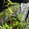 Australian Fern - 1 gallon - Image 1