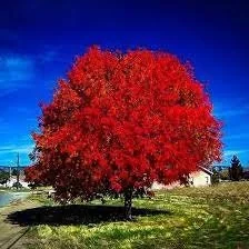 Autumn Blaze Maple Live Plant - 2.5 inch Pot, Fast Growing, Outdoor Shade Tree - Image 1