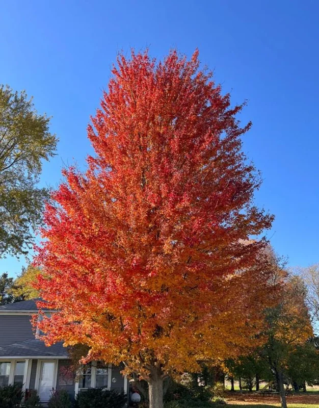 Autumn Blaze Maple Live Plant 2.5" Pot - Vibrant Orange-Red Fall Color Tree - Image 10