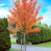 Autumn Blaze Maple Live Plant 2.5" Pot - Vibrant Orange-Red Fall Color Tree - Image 1