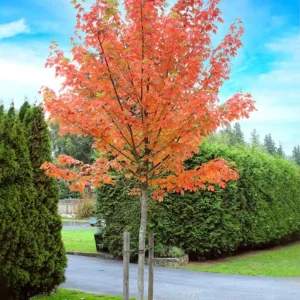 Autumn Blaze Maple Live Plant 2.5" Pot - Vibrant Orange-Red Fall Color Tree - Image 1