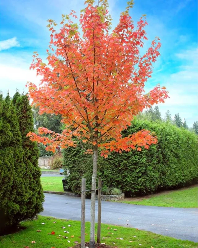Autumn Blaze Maple Live Plant 2.5" Pot - Vibrant Orange-Red Fall Color Tree - Image 1