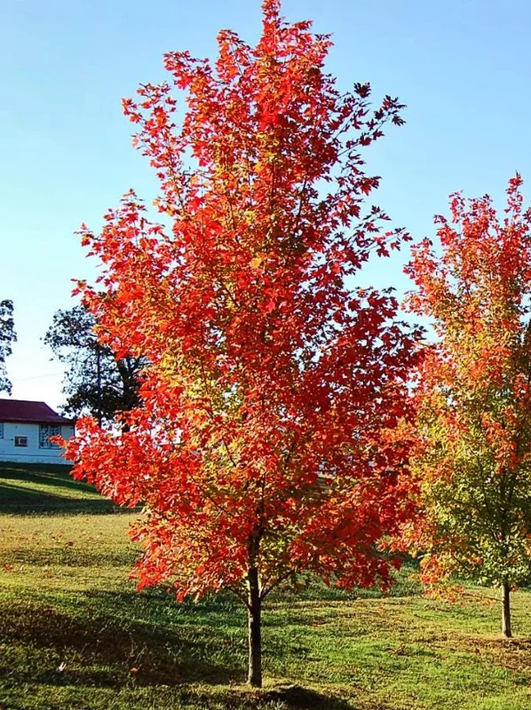 Autumn Blaze Maple Live Plant 2.5" Pot - Vibrant Orange-Red Fall Color Tree - Image 2