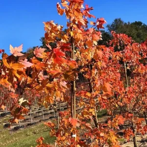 Autumn Blaze Maple Live Plant 2.5