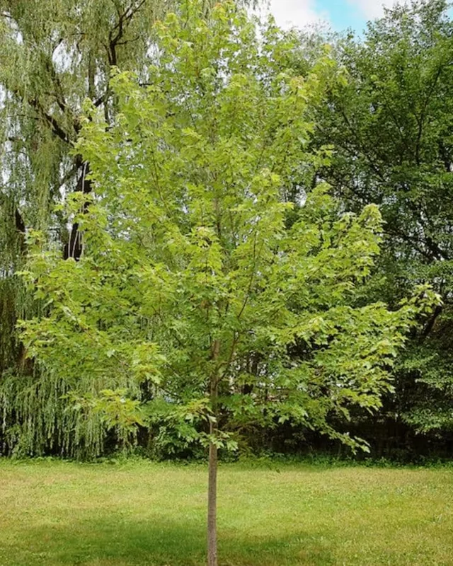 Autumn Blaze Maple Live Plant 2.5" Pot - Vibrant Orange-Red Fall Color Tree - Image 4