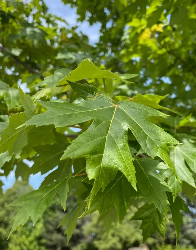 Autumn Blaze Maple Live Plant 2.5" Pot - Vibrant Orange-Red Fall Color Tree - Image 5