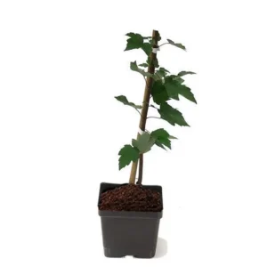 Autumn Blaze Maple Live Plant 2.5