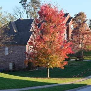 Autumn Blaze Maple Live Plant 2.5