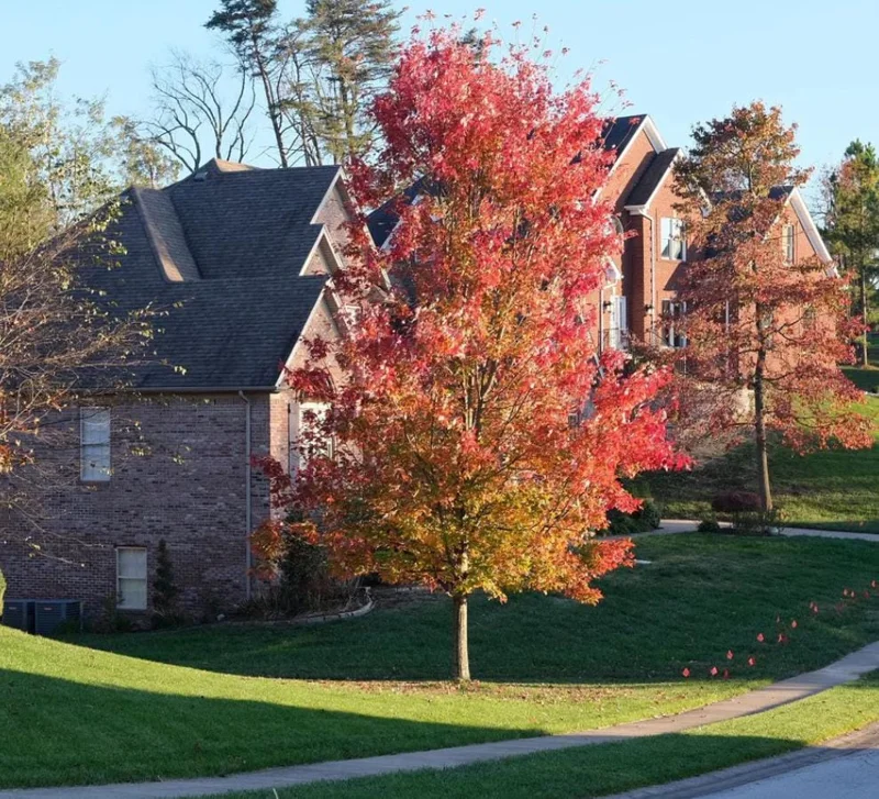 Autumn Blaze Maple Live Plant 2.5" Pot - Vibrant Orange-Red Fall Color Tree - Image 7