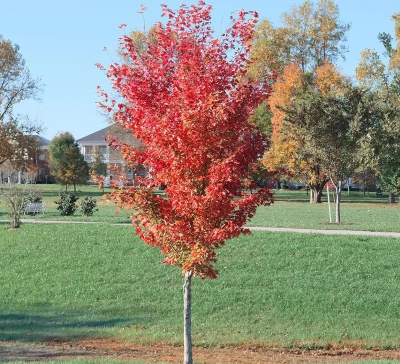 Autumn Blaze Maple Live Plant 2.5" Pot - Vibrant Orange-Red Fall Color Tree - Image 8
