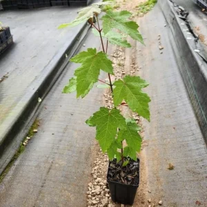 Autumn Blaze Maple Live Plant – Quart Pot – Fast-Growing Shade Tree – 12-24 inches tall - Image 6
