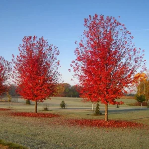 Autumn Blaze Maple Live Plant – Quart Pot – Fast-Growing Shade Tree – 12-24 inches tall - Image 8