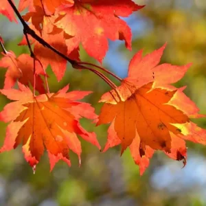 Autumn Blaze Maple Live Seedling – 1-2 ft Tall, 1 Quart Pot, Red Fall Color Shade Tree, USDA Zones 3-8 - Image 2