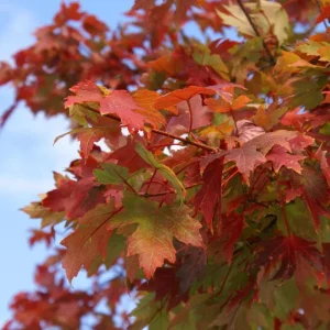 Autumn Blaze Maple Live Seedling – 1-2 ft Tall, 1 Quart Pot, Red Fall Color Shade Tree, USDA Zones 3-8 - Image 1