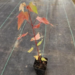 Autumn Blaze Maple Live Seedling – 1-2 ft Tall, 1 Quart Pot, Red Fall Color Shade Tree, USDA Zones 3-8 - Image 7