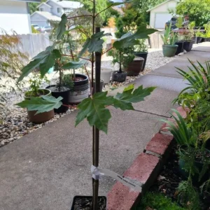 Autumn Blaze Maple Live Seedling – 1-2 ft Tall, 1 Quart Pot, Red Fall Color Shade Tree, USDA Zones 3-8 - Image 9