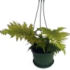 Autumn Fern Live Plant - 6 inch Hanging Basket - Indoor Houseplant - Image 1
