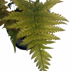 Autumn Fern Live Plant - 6 inch Hanging Basket - Indoor Houseplant - Image 2