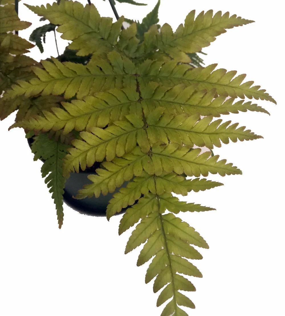 Autumn Fern Live Plant - 6 inch Hanging Basket - Indoor Houseplant - Image 2