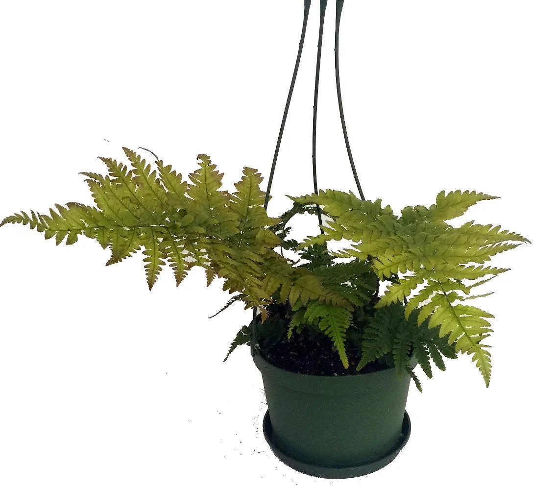 Autumn Fern Live Plant - 6 inch Hanging Basket - Indoor Houseplant - Image 1