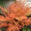 Autumn Fern Live Plant - Dryopteris Erythrosora - 2 inch Pot - Outdoor Perennial - Image 1