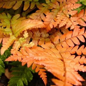 Autumn Fern Live Plant - Dryopteris Erythrosora - 2 inch Pot - Outdoor Perennial - Image 4