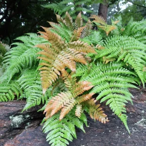Autumn Fern Live Plant - Dryopteris Erythrosora - 2 inch Pot - Outdoor Perennial - Image 5