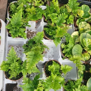 Autumn Fern Live Plant - Dryopteris Erythrosora - 2 inch Pot - Outdoor Perennial - Image 6