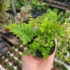 Autumn Fern Live Plant - Japanese Shield Fern, Dryopteris Erythrosora, 2 inch Pot - Image 1