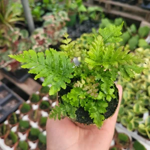 Autumn Fern Live Plant - Japanese Shield Fern, Dryopteris Erythrosora, 2 inch Pot - Image 1
