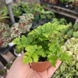 Autumn Fern Live Plant - Japanese Shield Fern, Dryopteris Erythrosora, 2 inch Pot - Image 4