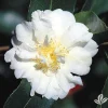 Autumn Rocket Camellia Live Plant - White Flowers, 3.5 inch Pot, Mid Fall Blooming - Image 1