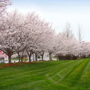 Autumnalis Flowering Cherry Tree – Live Plant – Twice-Blooming Pink Blossoms – USDA Zones 5-8 - Image 5