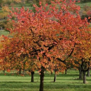 Autumnalis Flowering Cherry Tree – Live Plant – Twice-Blooming Pink Blossoms – USDA Zones 5-8 - Image 8