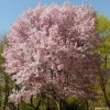 Autumnalis Flowering Cherry Tree – Live Plant – Twice-Blooming Pink Blossoms – USDA Zones 5-8 - Image 1